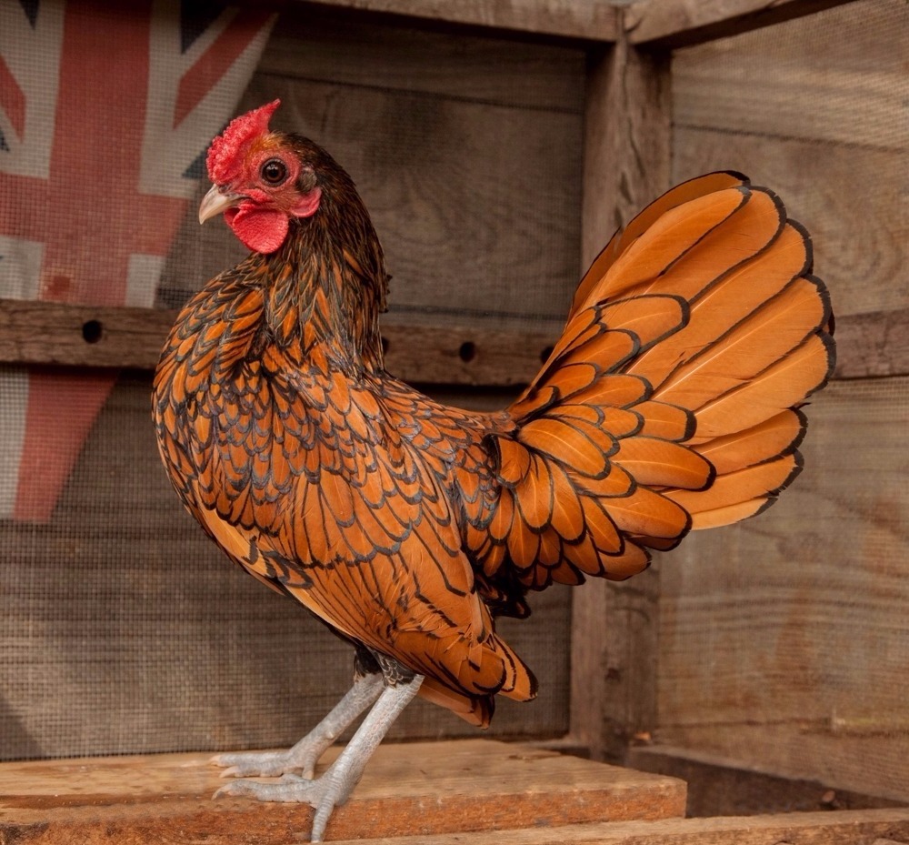 Kippen Te Koop De Kippenspecialist