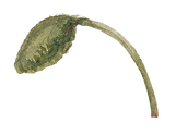 Bio Alchemy
