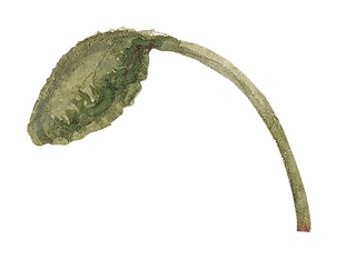 Bud