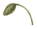 蕾
