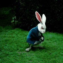whote rabbit (real).gif