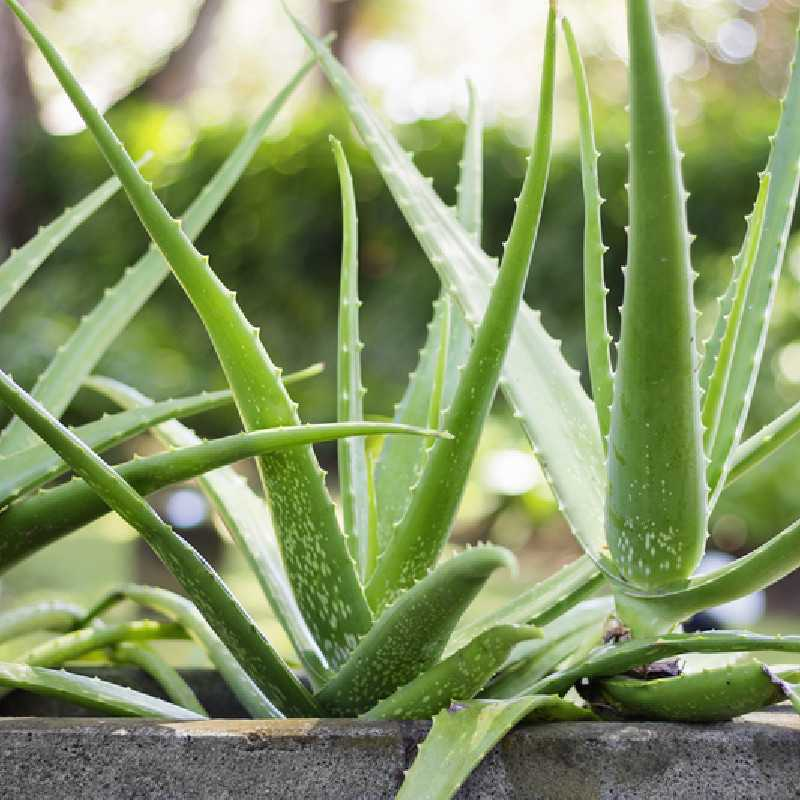 Plante aloe vera