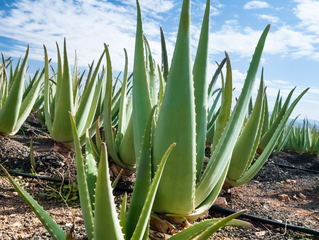 Les 10 Bienfaits Incontournables de l'Aloe Vera pour la Santé et le Bien-être