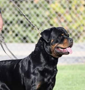 Rottweiler Puppy for sale Carmichael, Ca 
