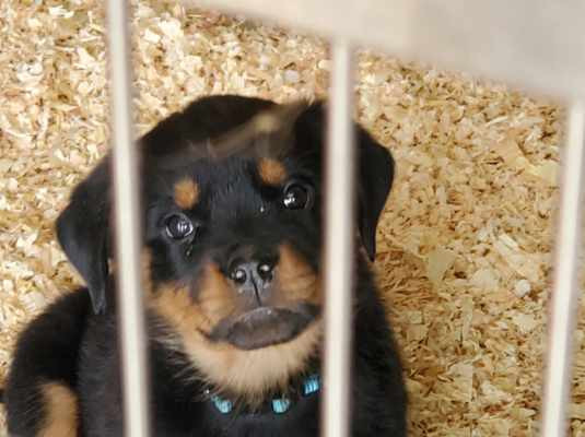 rottweilers for sale.jpeg