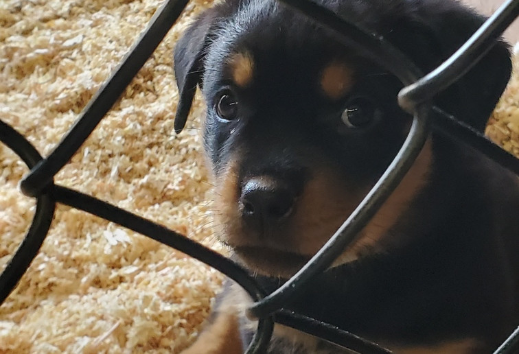 akc rottweilers for sale.jpeg