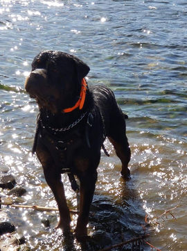 Northern California's best Rottweiler breeder