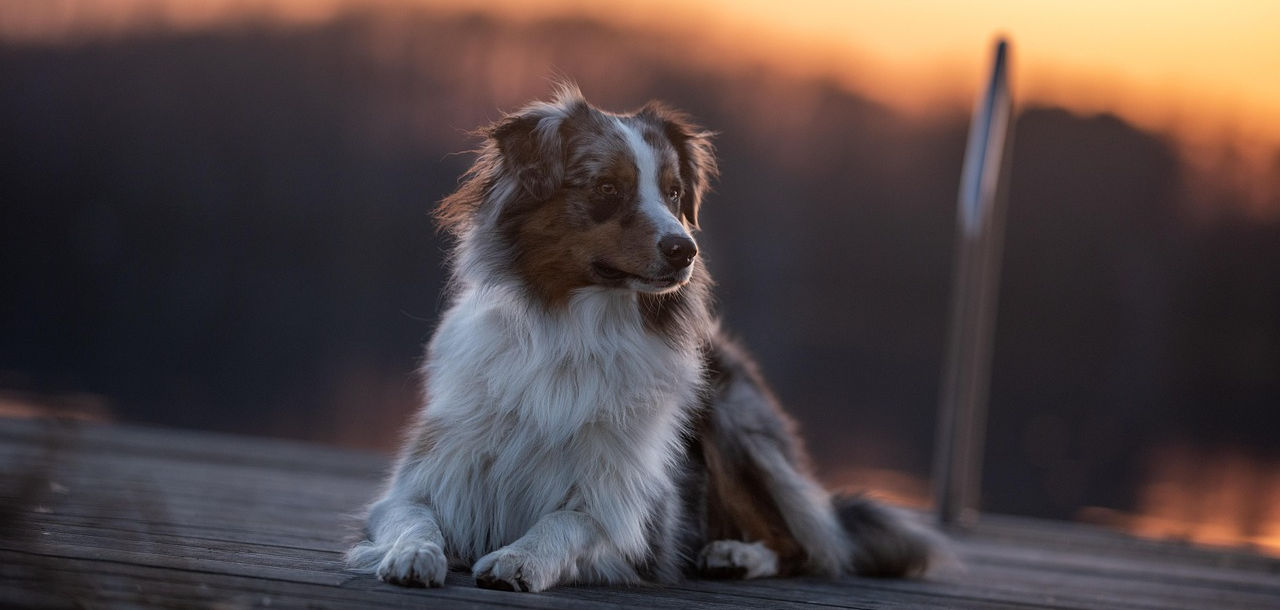 Berger Australien.jpg