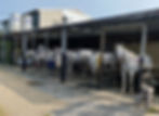 Horses are waiting for lessons!