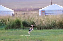 モンゴルの大自然