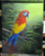 Scarlet Macaw