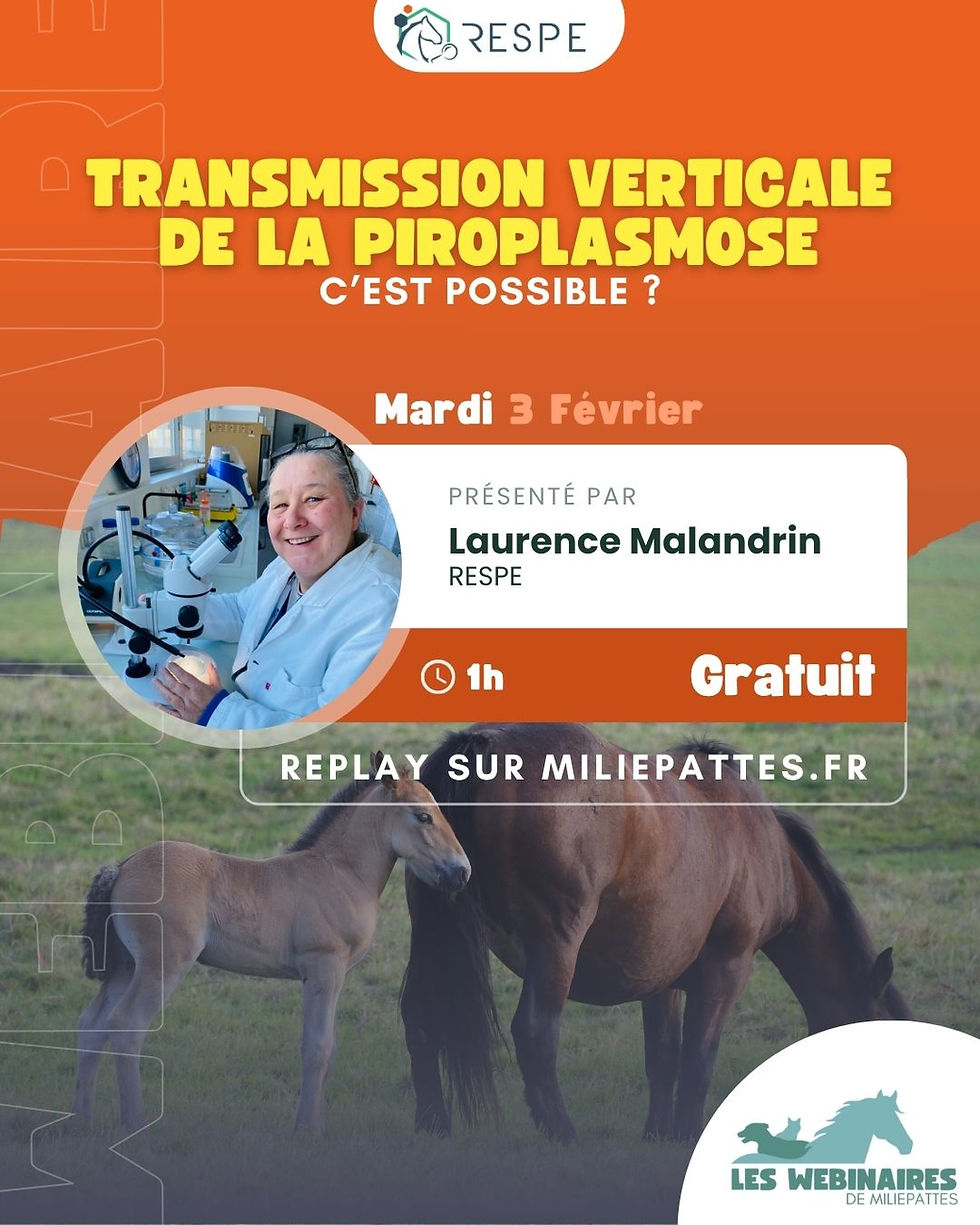La transmission verticale de la piroplasmose, c'est possible ?