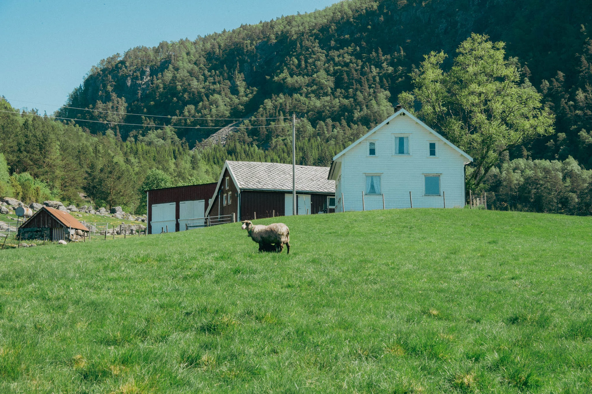 Farm house and sheep in foreground in grassy field with green mountains in the background