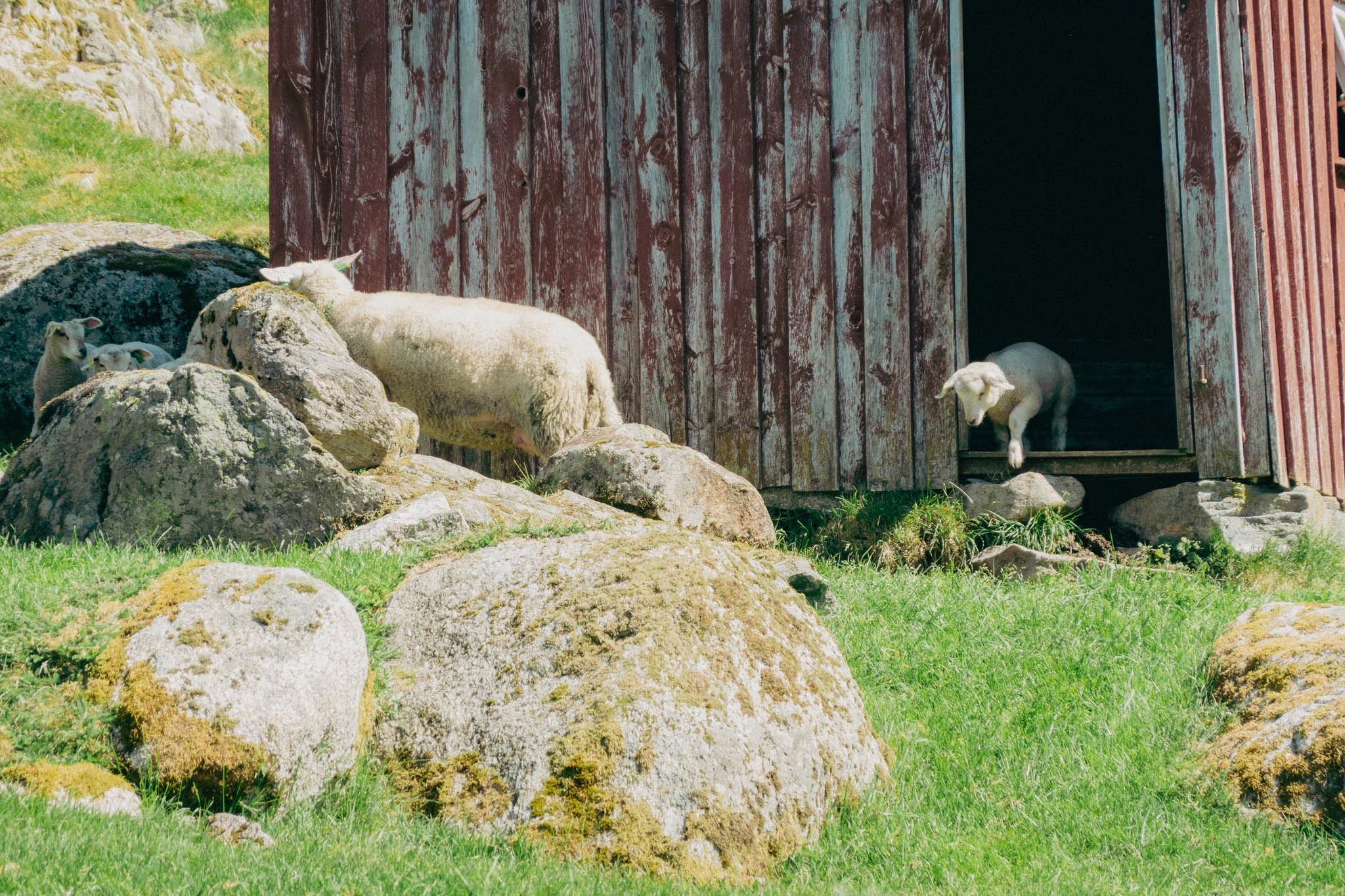 Baby sheep walking out of a red barn into grassy field on farmland in Norway