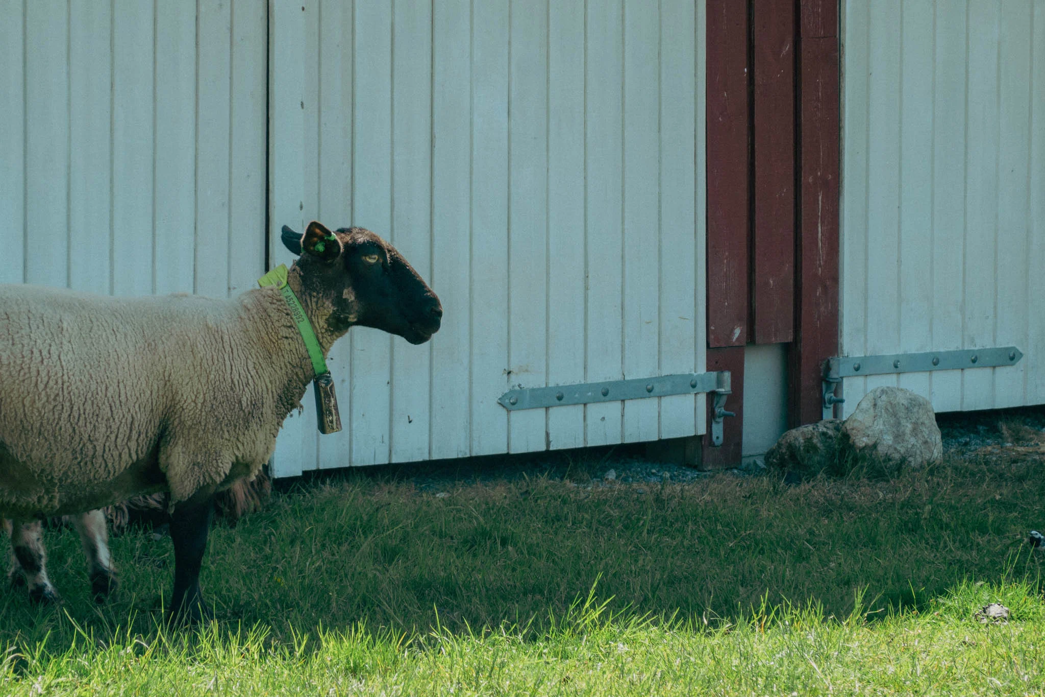 Sheep stands in front of white barn doors on farmland in Norway