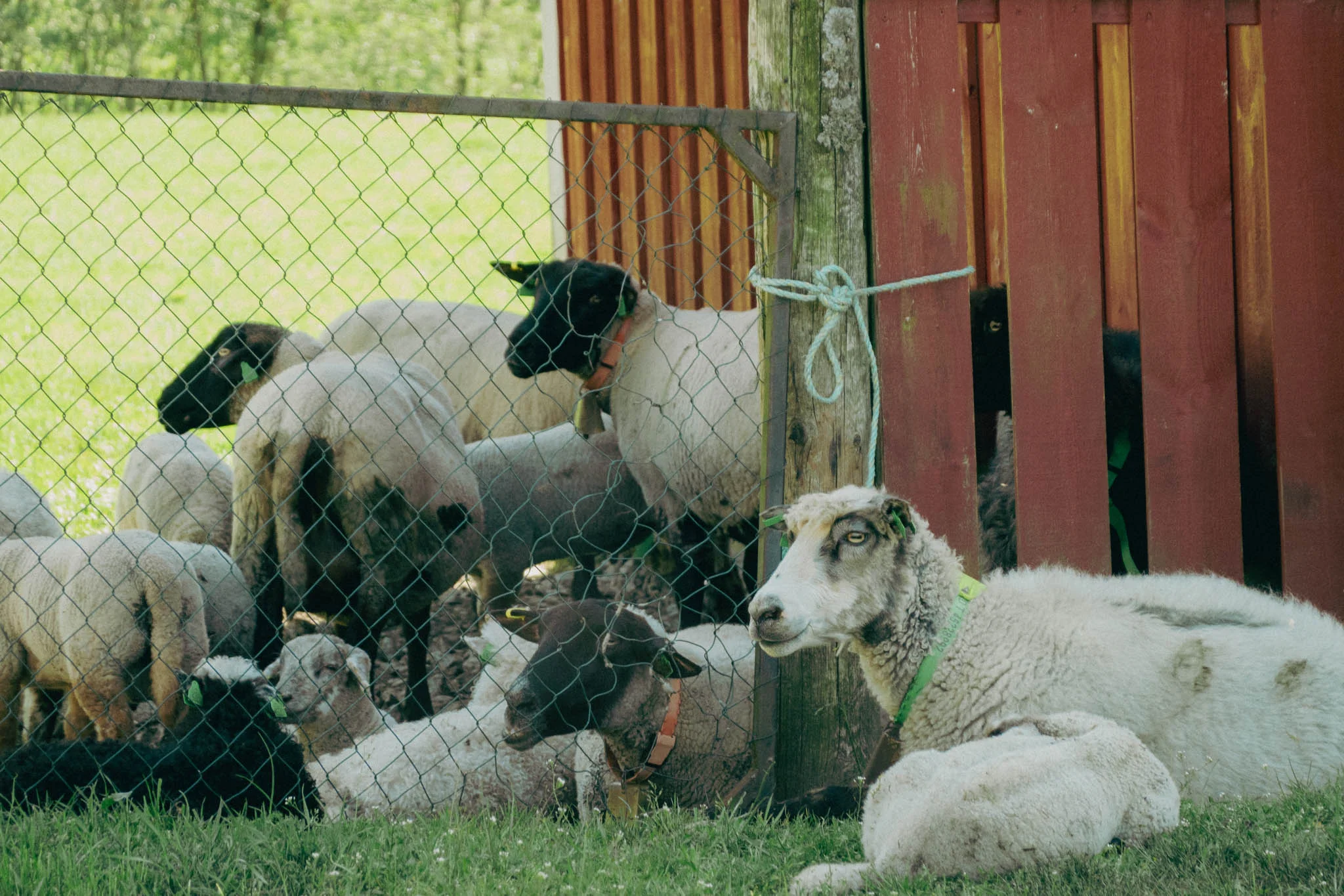 A group of sheep laying down in the shade of a red barn in Norway
