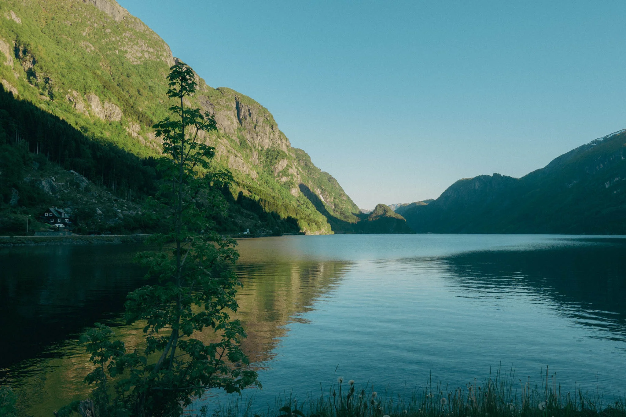 Small tree in the foreground and blue fjord water with sunlit green mountains in the background