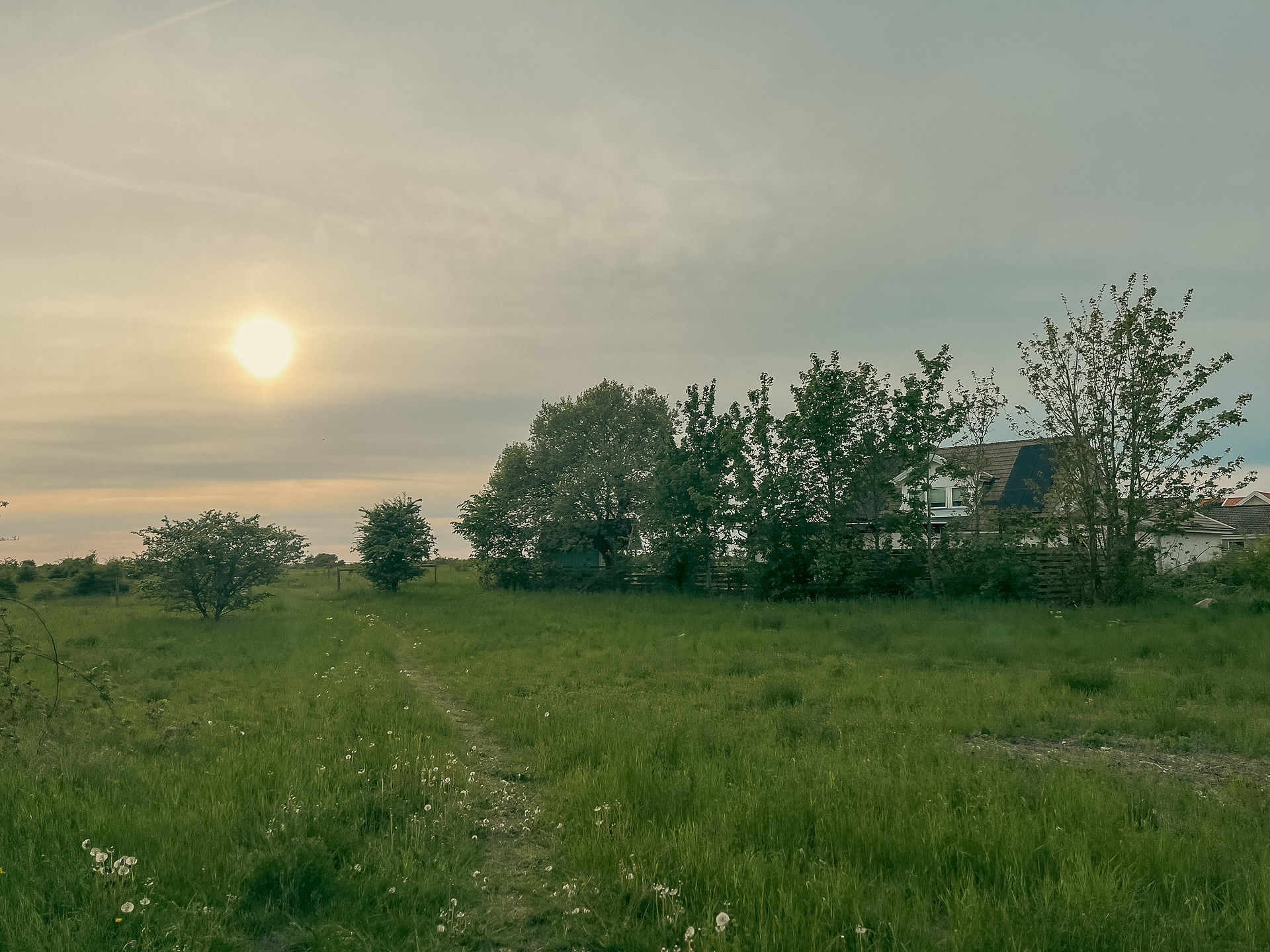 A scenic landscape with bright green grass and trees in the foreground of the sunset in Malmo Sweden