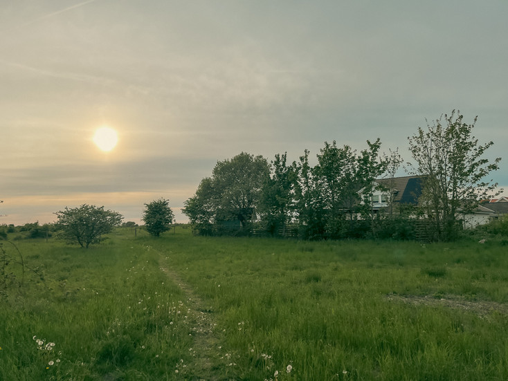 A scenic landscape with bright green grass and trees in the foreground of the sunset in Malmo Sweden