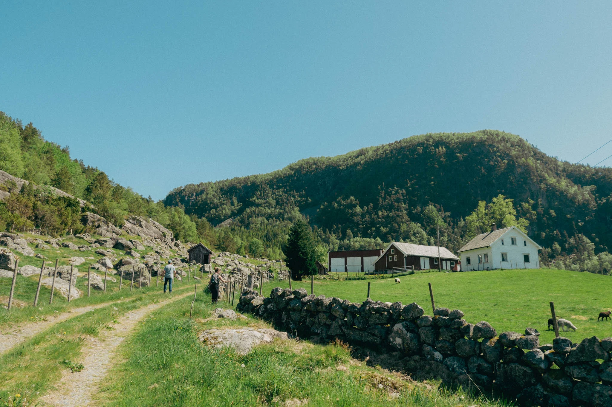 Farm house and sheep in foreground in grassy field with green mountains in the background