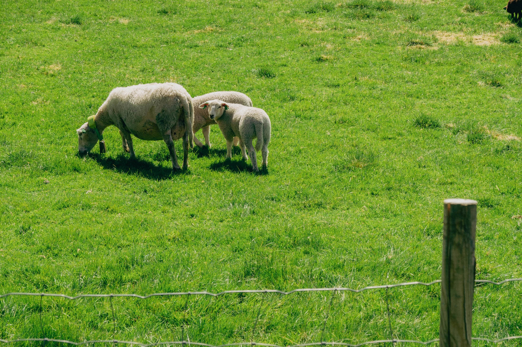 Sheep grazing on green grass in Norwegian farmland