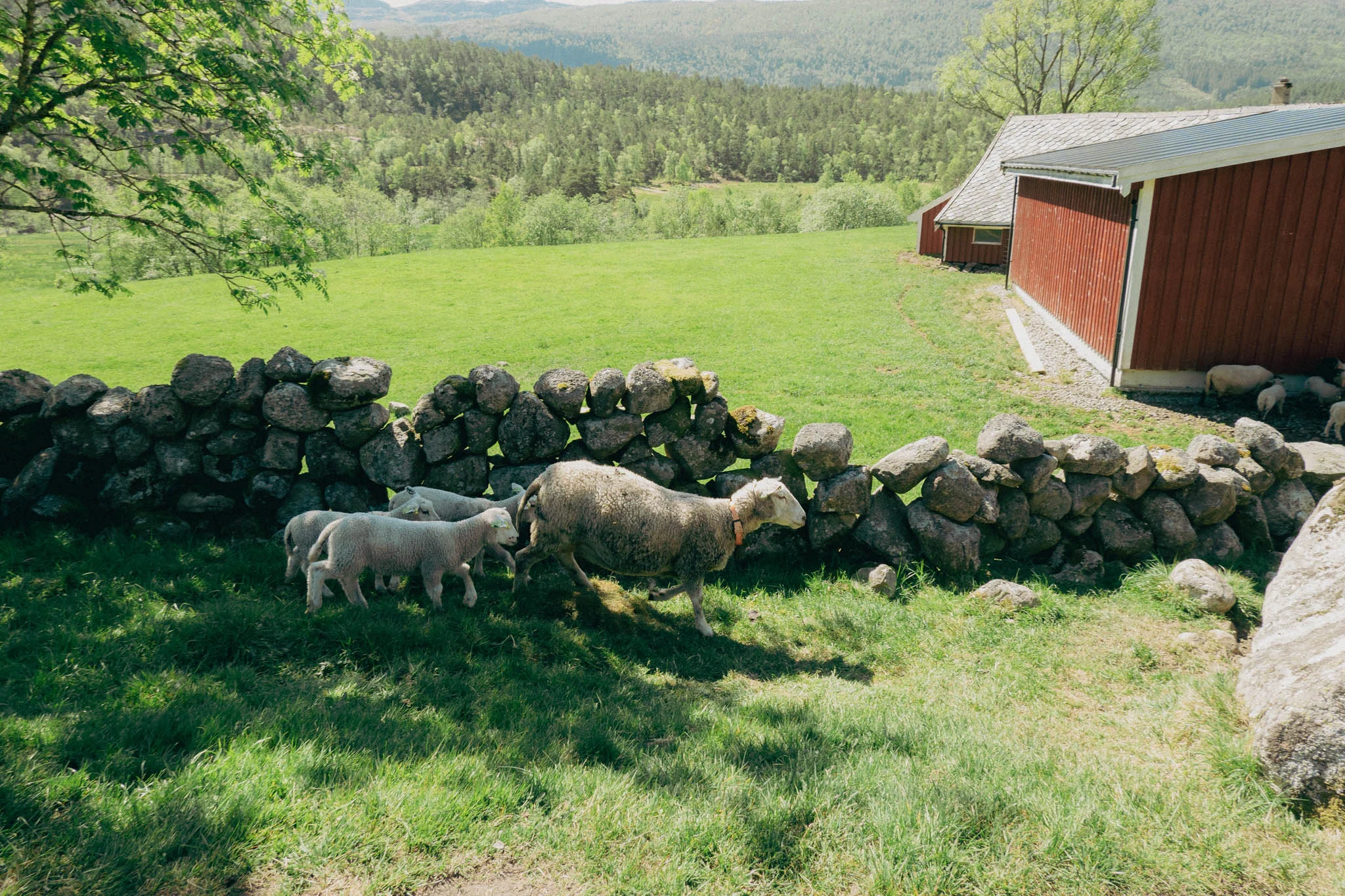 Sheep walking by a stone wall with a red barn and green mountains in the background