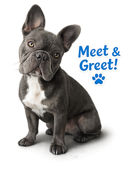 Meet and Greet.png