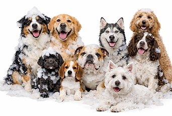 Lots of dog breeds covered in suds
