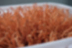 Cordyceps
