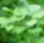 Ginkgo Biloba