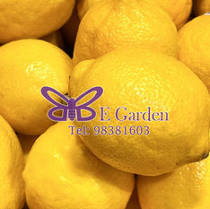 Lemon Essential Oil 檸檬精油