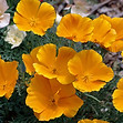 california-poppy-0521bdaa-1bacc6b79b574300be11693241d0c64e.jpg