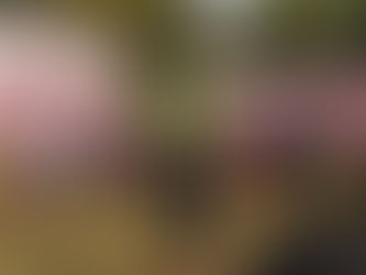 From crime to social work