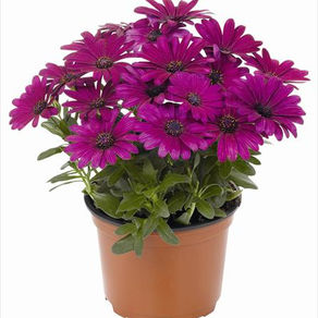Osteospermum ecklonis