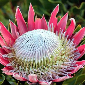 La belleza de las proteas