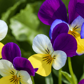 Violas y pensamientos