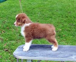 Puppy1b