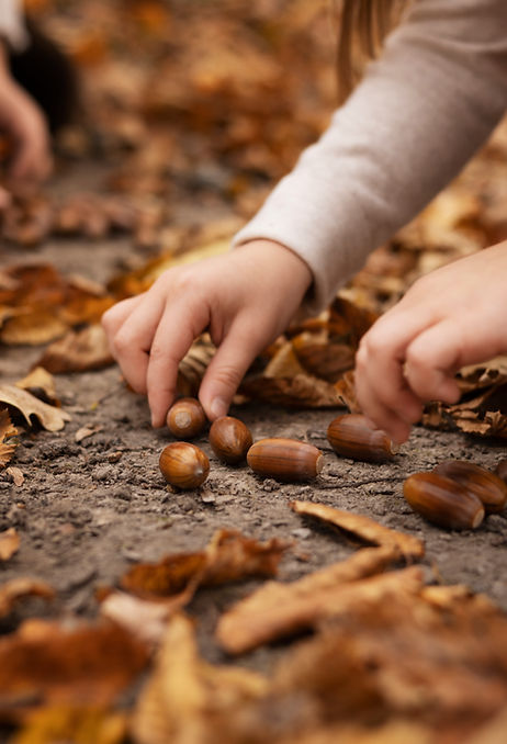 close-up-hands-collecting-chestnuts.jpg