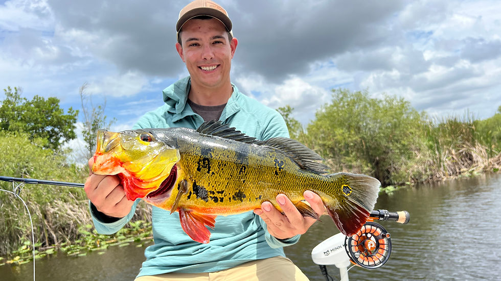 RIFF - Peacock Bass