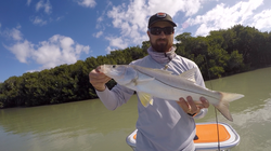 Snook