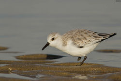 BECASSEAU SANDERLING