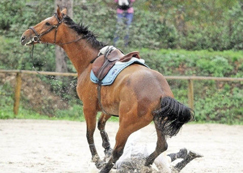 Cheval bai qui rue sous la selle, rééducation d’un trouble à la monte