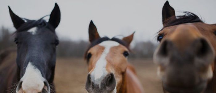 curieux 3_edited.jpg