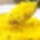 Basmati Yellow Rice