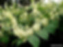 Thumbnail: KNOTWEED BLOSSOM HONEY