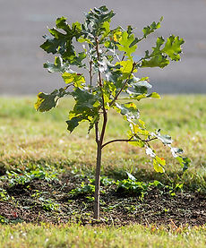 oak-sapling.jpg