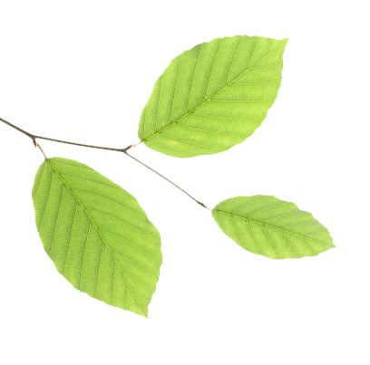 leaf1.png