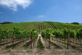 top Sonoma wineries to visit for first timers