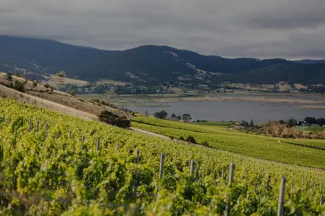 Stefano Lubiana Vineyard | Quebec