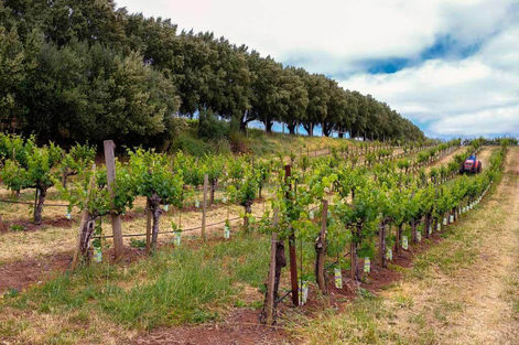 Dunn Vineyards | Quebec